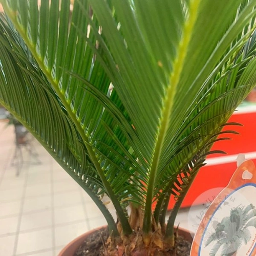 Цикас Революта