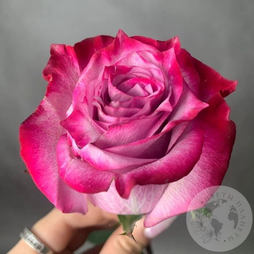 Роза фиолетово-розовая 70 см. в магазине Цветы Планеты