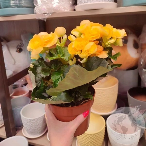 Бегония в магазине Цветы Планеты