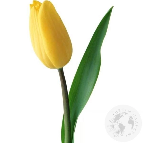 Тюльпан желтый в магазине Цветы Планеты