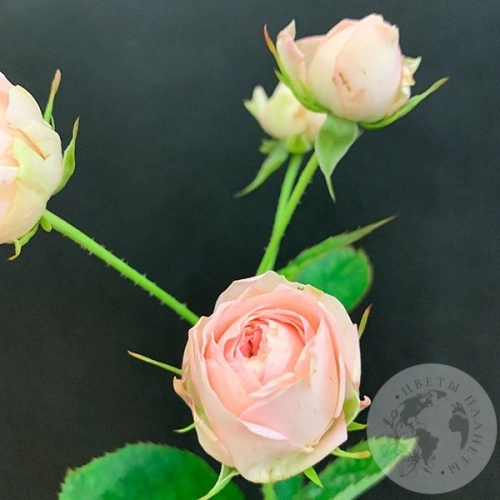 Кустовая пионовидная роза 50 см. в магазине Цветы Планеты