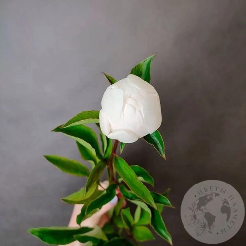 Пион белый российский в магазине Цветы Планеты