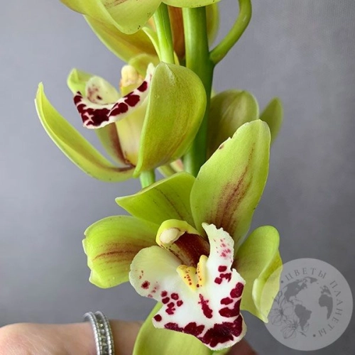 Орхидея мини зеленая
