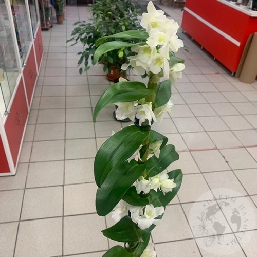 Орхидея Дендробиум