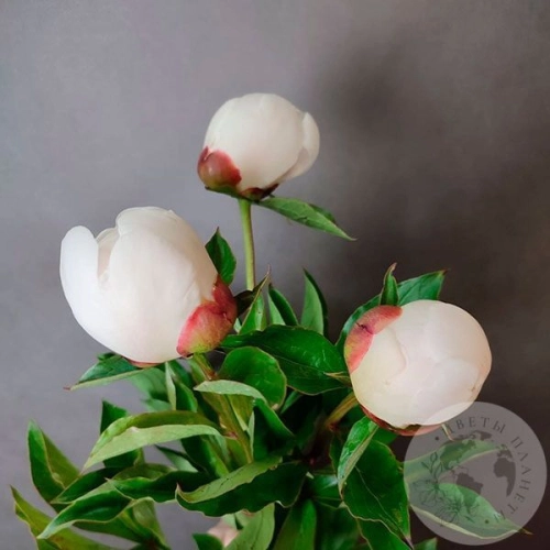 3 пиона белых российских в магазине Цветы Планеты