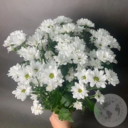 13 белых Сантини 13 белых Сантини в магазине Цветы Планеты