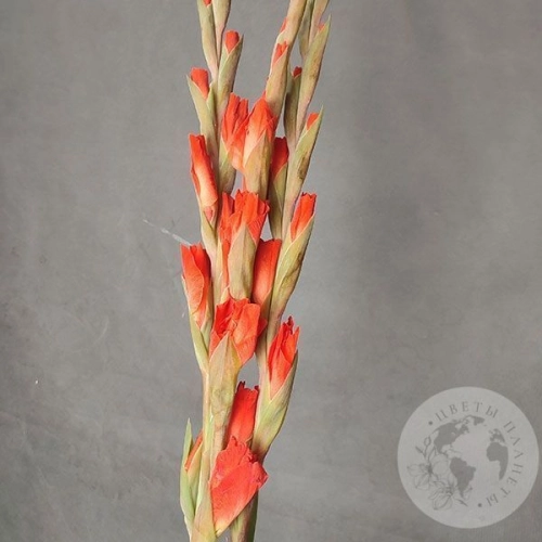 Гладиолус 3 шт. в магазине Цветы Планеты