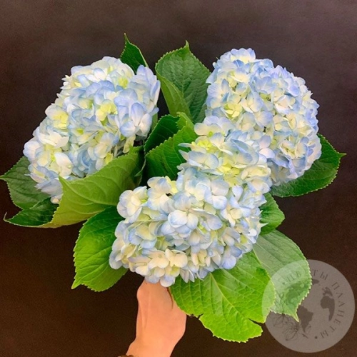 3 гортензии голубые