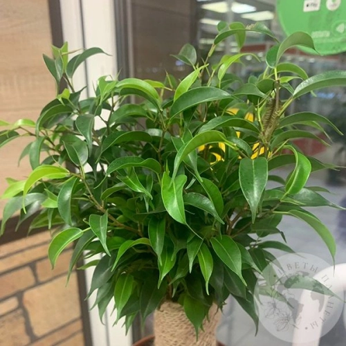 Фикус Наташа