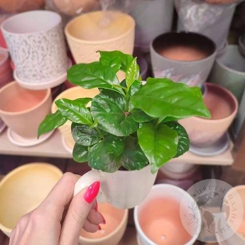 Кофе в магазине Цветы Планеты