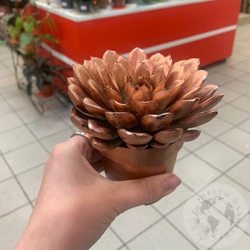 Эхеверия домашняя