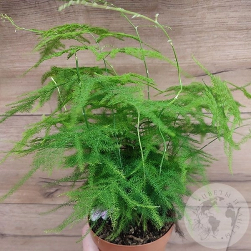 Аспарагус в магазине Цветы Планеты Аспарагус в магазине Цветы Планеты