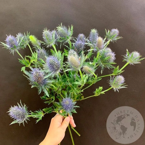 Эрингиум 5 шт. в магазине Цветы Планеты