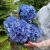 5 гортензий синих