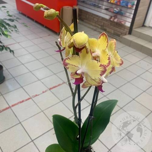 Орхидея комнатная желто-розовая