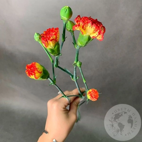 Гвоздика кустовая желто-красная в магазине Цветы Планеты Гвоздика кустовая желто-красная