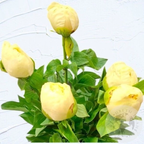 5 пионов в магазине Цветы Планеты