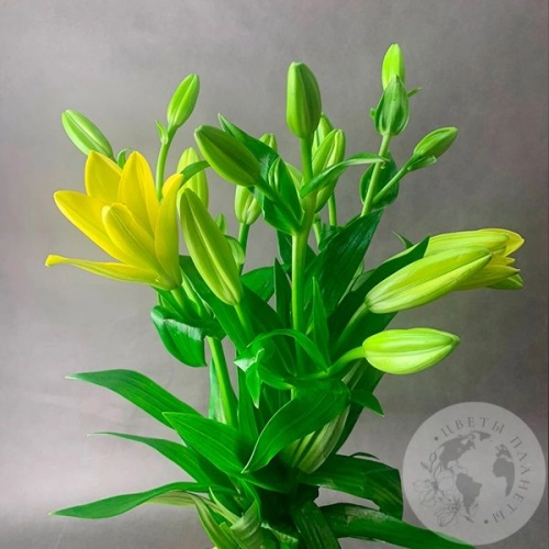 3 Золотые лилии в магазине Цветы Планеты 3 Золотые лилии