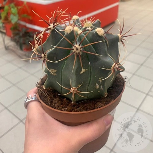 Ферокактус Эмори