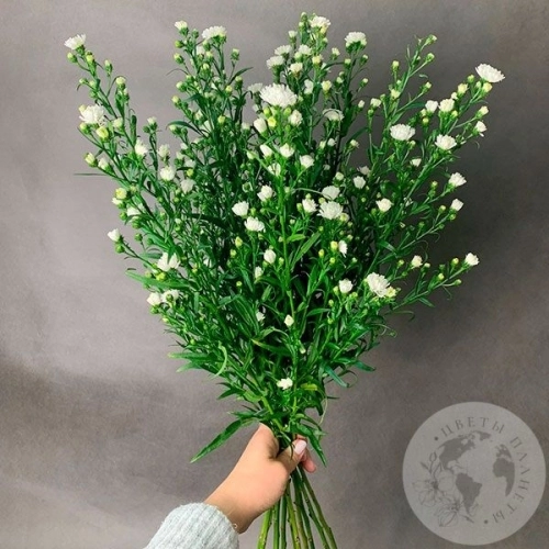 Астер белый 9 шт. в магазине Цветы Планеты