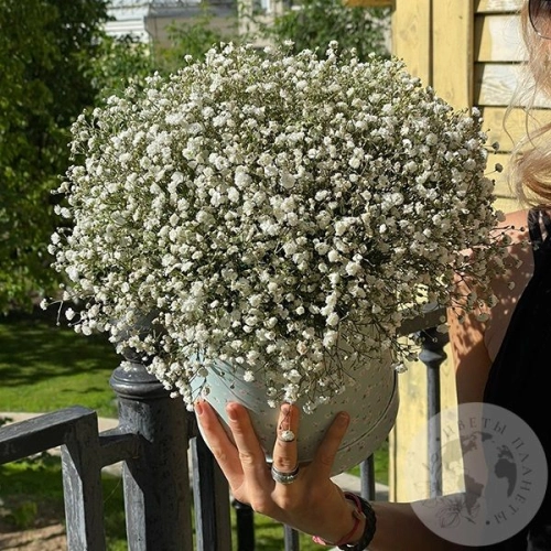 Композиция из белых гипсофил в шляпной коробке