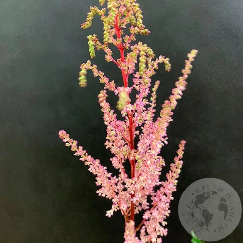 Астильба розовая в магазине Цветы Планеты