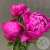 3 пиона розовых в магазине Цветы Планеты