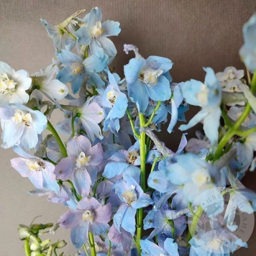 Дельфиниум 5 шт. в магазине Цветы Планеты