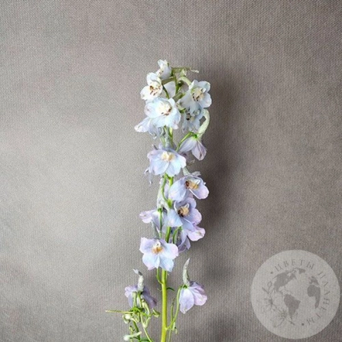 Дельфиниум Дельфиниум в магазине Цветы Планеты