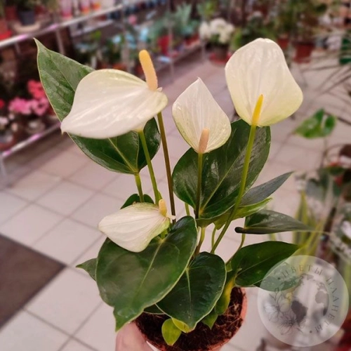 Антуриум комнатный "Мужское счастье" в магазине Цветы Планеты Антуриум комнатный "Мужское счастье"