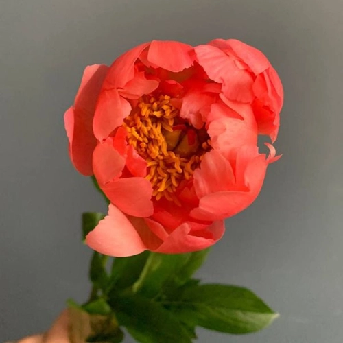 Пион коралловый в магазине Цветы Планеты