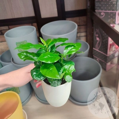 Кофе в магазине Цветы Планеты