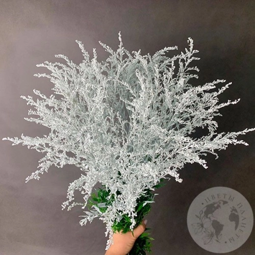 7 Солидаго белых в магазине Цветы Планеты