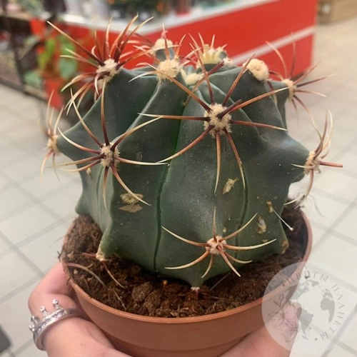 Ферокактус Эмори