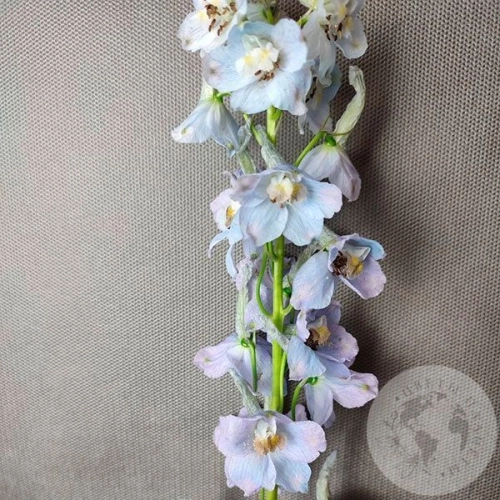 Дельфиниум Дельфиниум в магазине Цветы Планеты