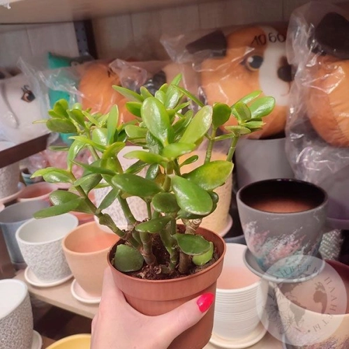 Крассула домашняя в магазине Цветы Планеты