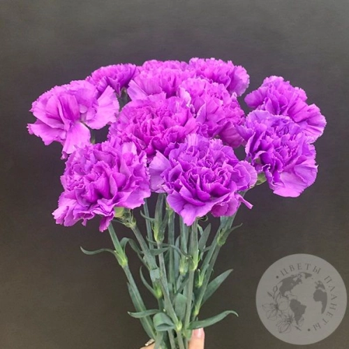 Лунная гвоздика 11 шт. в магазине Цветы Планеты