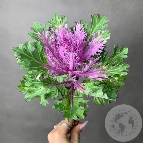 Брассика фиолетовая в магазине Цветы Планеты