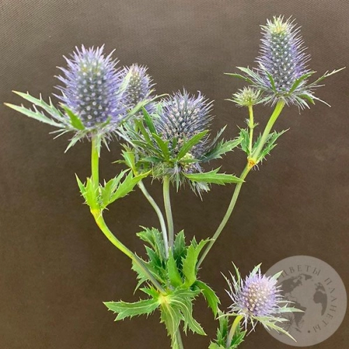 Эрингиум в магазине Цветы Планеты