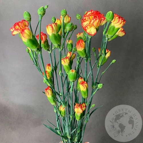 7 гвоздик кустовых желто-красных