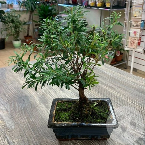 Бонсай - комнатное растение