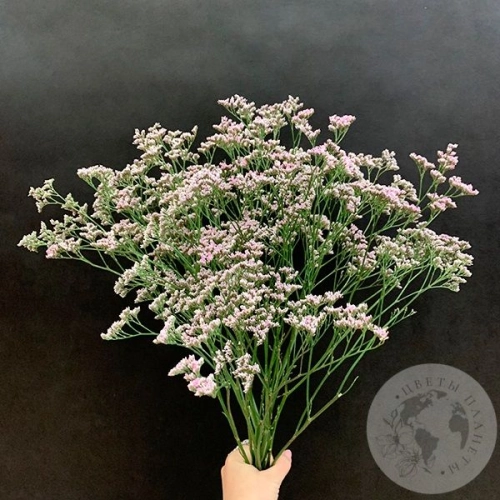 Лимониум розовый 9 шт. в магазине Цветы Планеты