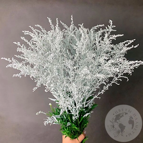 7 Солидаго белых в магазине Цветы Планеты