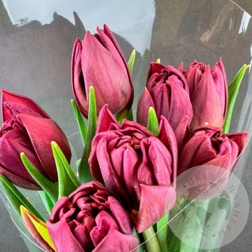 7 бордовых пионовидных тюльпанов в магазине Цветы Планеты