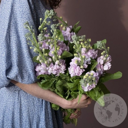 Маттиола светло-розовая 9 шт. в магазине Цветы Планеты