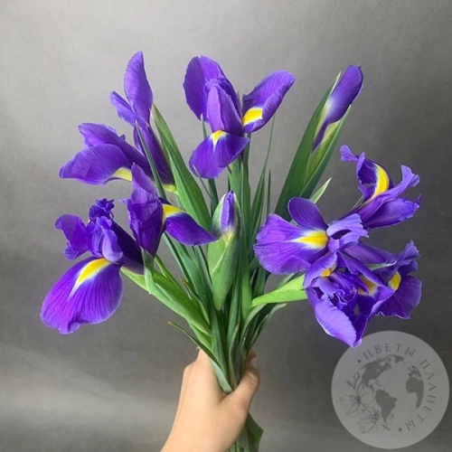 7 синих ирисов в магазине Цветы Планеты
