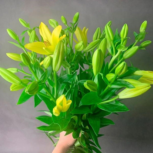 9 Золотых лилий