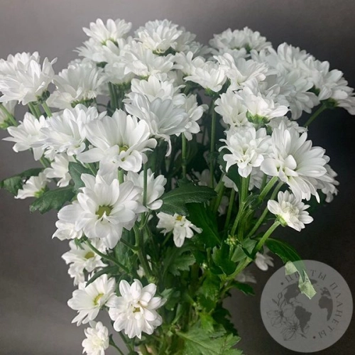 11 белых Сантини в магазине Цветы Планеты