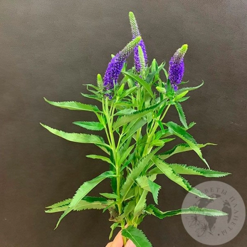 Вероника синяя 3 шт. в магазине Цветы Планеты