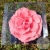 Стабилизированная роза розовая в магазине Цветы Планеты Стабилизированная роза розовая в магазине Цветы Планеты